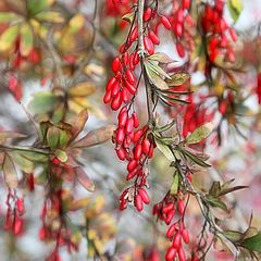 photo "coral beads of Autumn"