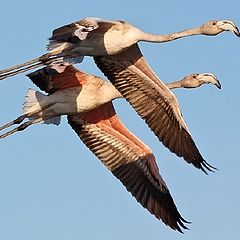 photo "Pas de Deux"