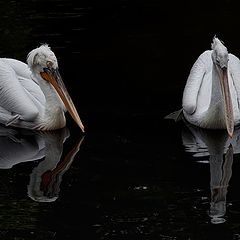 photo "pelicans"