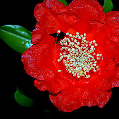 photo ""The pomegranate flower""