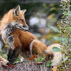 фото "foxy"