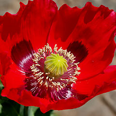 photo "A beautiful Poppy...!"