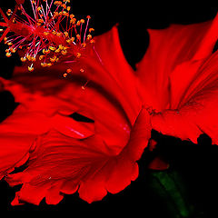 фото ""Prima Donna... in Red..""
