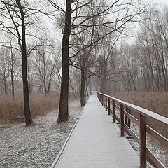 photo "the beginning of winter 2"