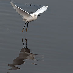 photo "Landing ..."