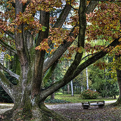 фото "Autumn in the park"
