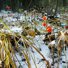 photo "Lily in the Snow"