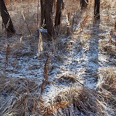 photo "First snow in the woods"