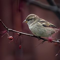 photo "Striped Sparrow"