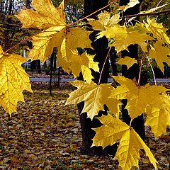 photo "Wings of Autumn"