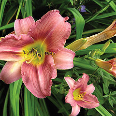 photo "Hemerocallis"