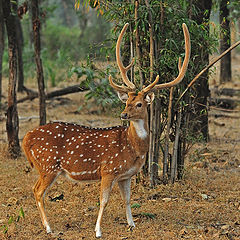 фото "Spotted Deer"