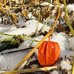 photo "Red on White"