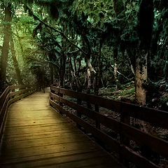 фото "Мост через самшитовый  лес врайоне каньона Псахо."