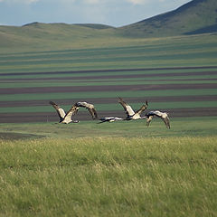 фото "Журавли"