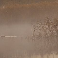 photo "lonely duck"