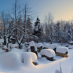 фото "Зимний сон"