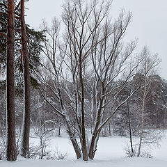 фото "про зиму"