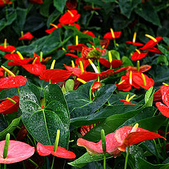 фото "Just fresh garden flowers"