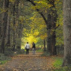 photo "the dog wants to walk"