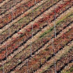 photo "VINEYARD"