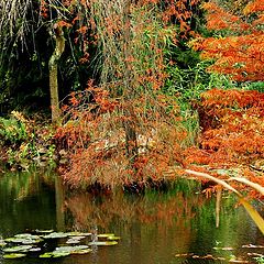 photo "Cypress swamp"