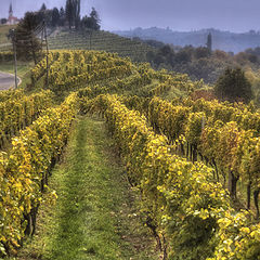 photo "Vineyard"