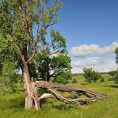 фото "Не устояло"