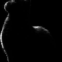 фото "Ночью все кошки серые"