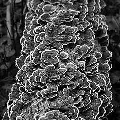 фото "fungus"