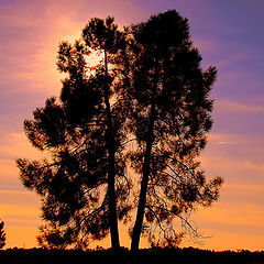 фото ""The Tree...""