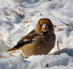 фото "Обыкновенный дубонос/Coccothraustes coccothraustes"