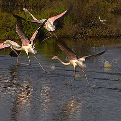 фото "Flamingos Take Off"