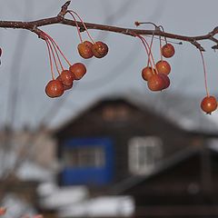 фото "Зимние яблочки"