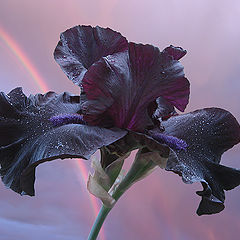 photo "Rainbow Iris"