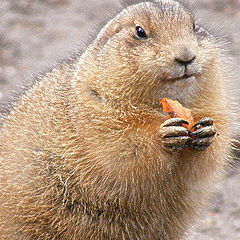 фото "Lunch"