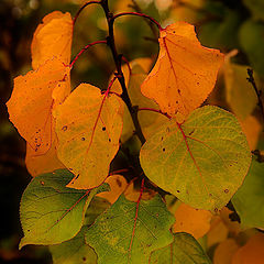 photo "Refleccion de otoño en un tono oscuro"