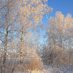 фото "Березы белые"