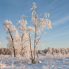 фото "На опушке"