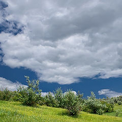 фото "Летняя"