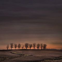 photo "Trees on a Hill"