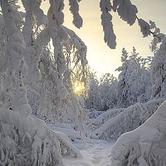 фото "В гости к зимушке"