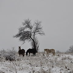 фото "Зима"