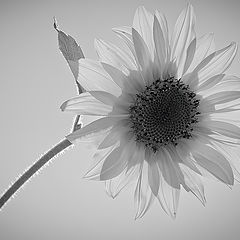 photo "sun flower"