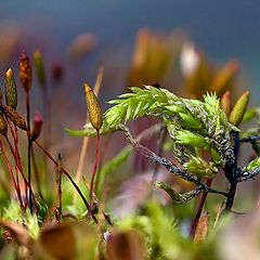 photo "In the realm of mosses"