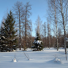 фото "Спящий лес"