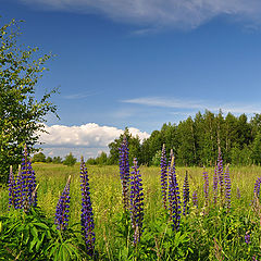 фото "Люпины"