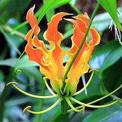 photo "Gloriosa superba. (Gloriosa lily)"