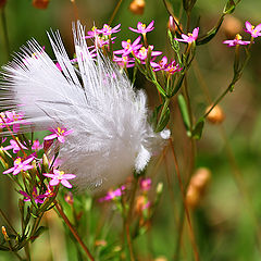 фото "Gone with the wind"