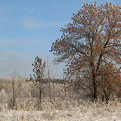 photo "Oak before Christmas."